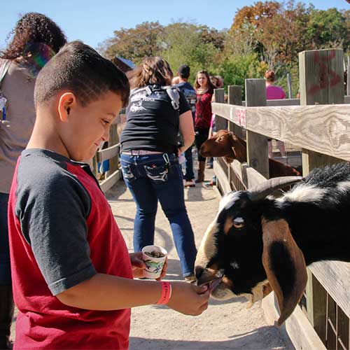Kids love to visit Appleberry Orchard play area and petting farm while mom and dad love the fresh, homemade pies and breads in the farm market, at Appleberry Orchard in Donnellson, Iowa.
