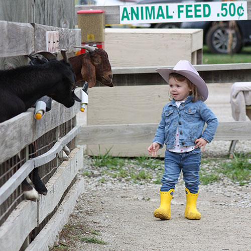 Kids love to visit Appleberry Orchard play area and petting farm while mom and dad love the fresh, homemade pies and breads in the farm market, at Appleberry Orchard in Donnellson, Iowa.