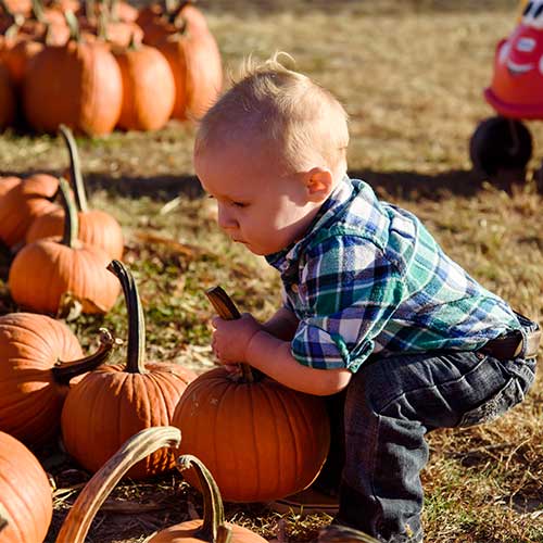Pre-picked Pumpkins from our U-Pick Pumpkin Patch in Donnelson, Iowa